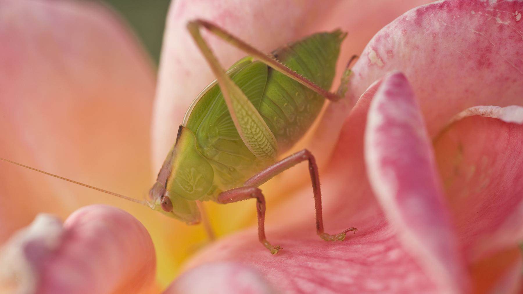 Green aphid on a pink rose petal