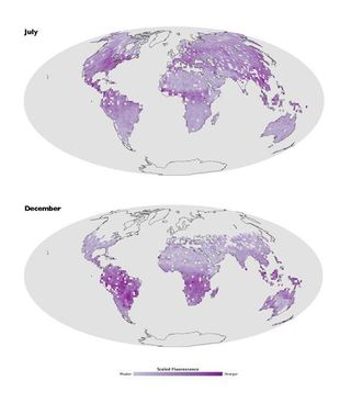 plant-fluorescence-map-110816-02