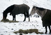 winter-grazing-1.jpg