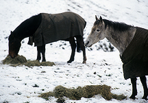 winter-grazing-1.jpg