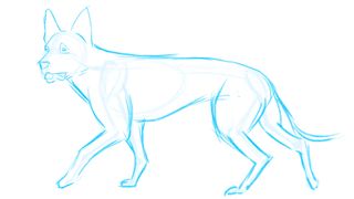 How to draw a dog: muscles