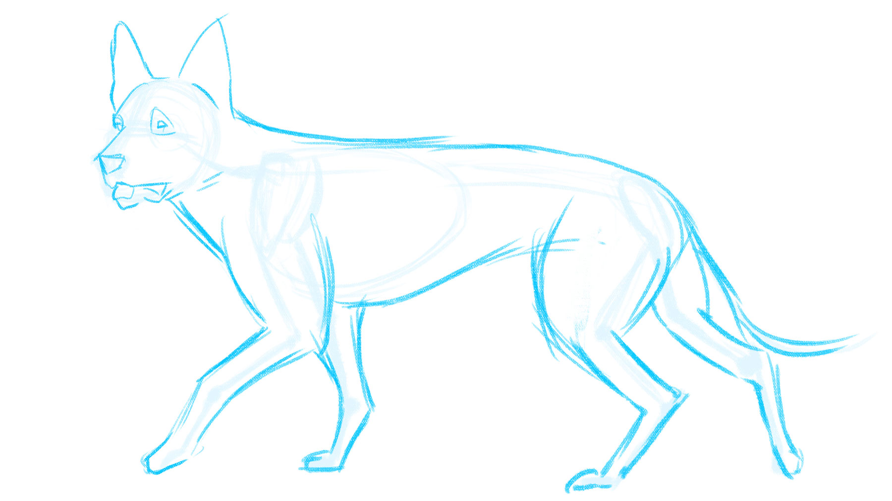 How to draw a dog: muscles