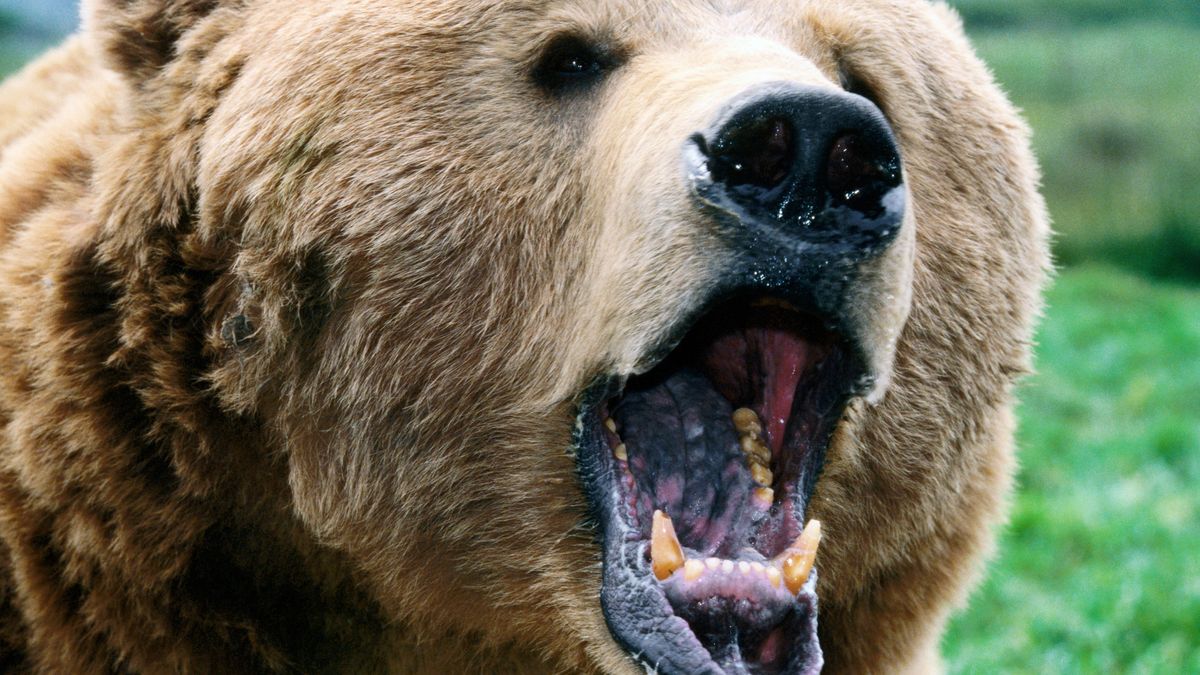 "Getting chewed on sucks": I fought a grizzly bear and won
