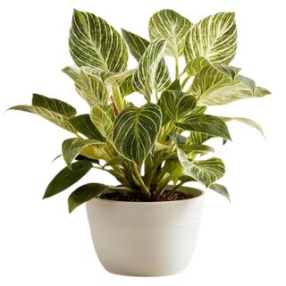 Philodendron Birkin Plant in a white pot from 1-800-flowers