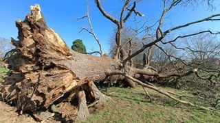 OnePlus Nord CE 2 review: image taken of fallen tree with OnePlus CE 2 phone