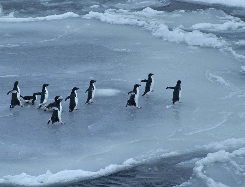 Happy Feet: A Gallery of Pudgy Penguins | Live Science