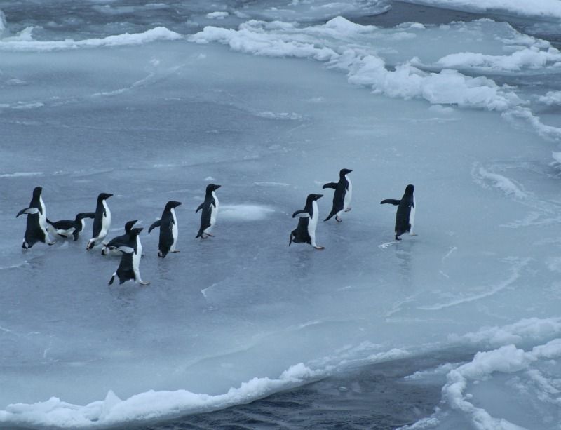 Antarctic ocean voyage, conservation voyage to Antarctica, Ross Sea, southern ocean voyage, Antarctica sea life, Antarctica expedition, penguins