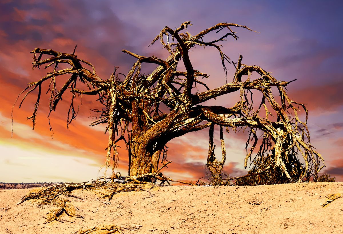 Zdenek Toman - South Africa