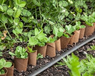 young pea plants shielded from pests with toilet roll tubes