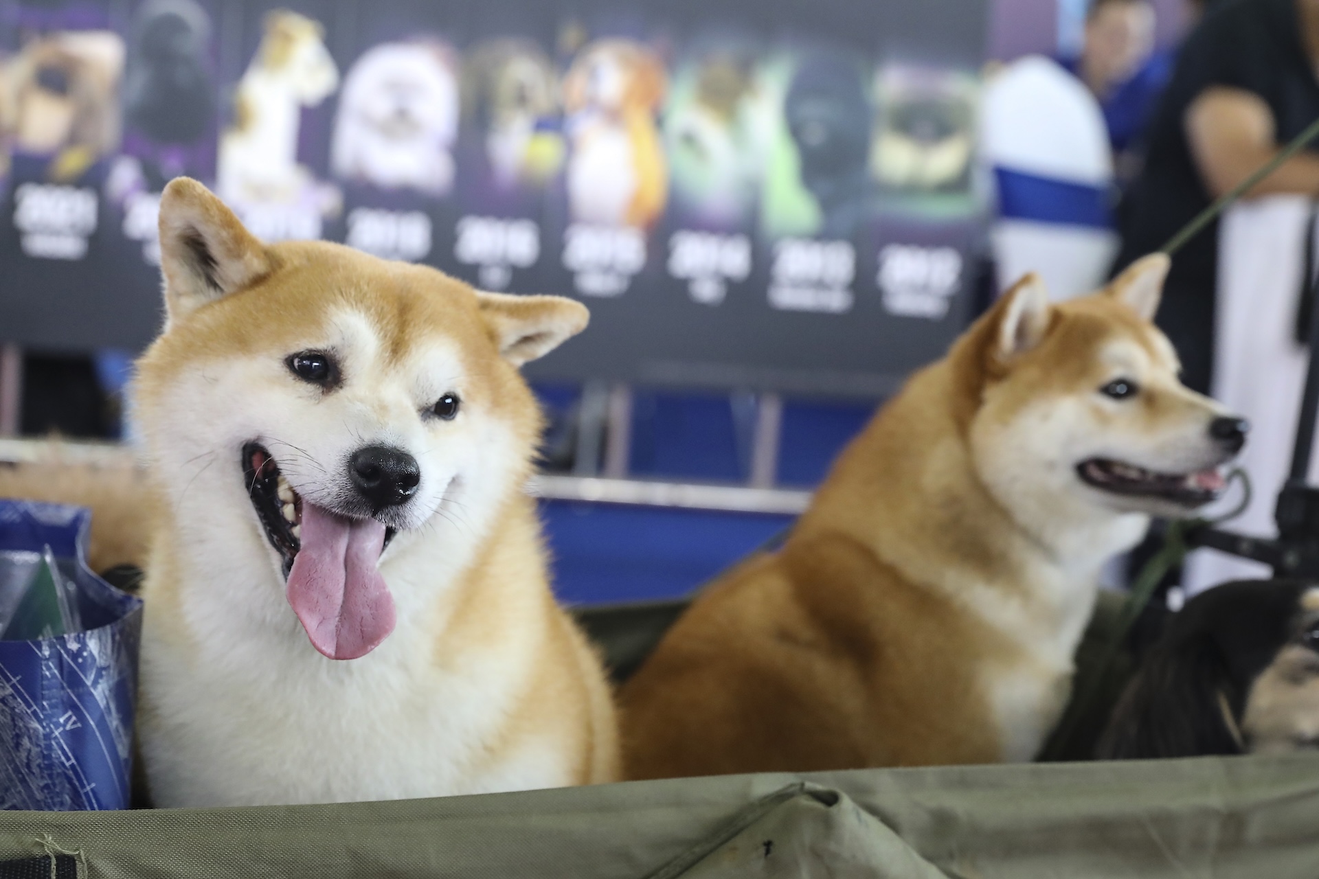 Two Shiba Inus