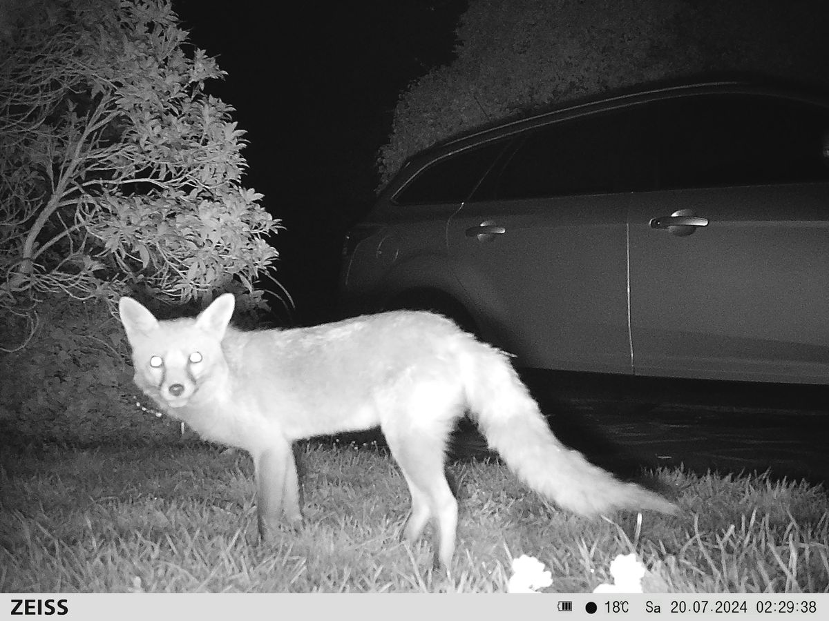 Sample image from the Zeiss Secacam 7 trail camera
