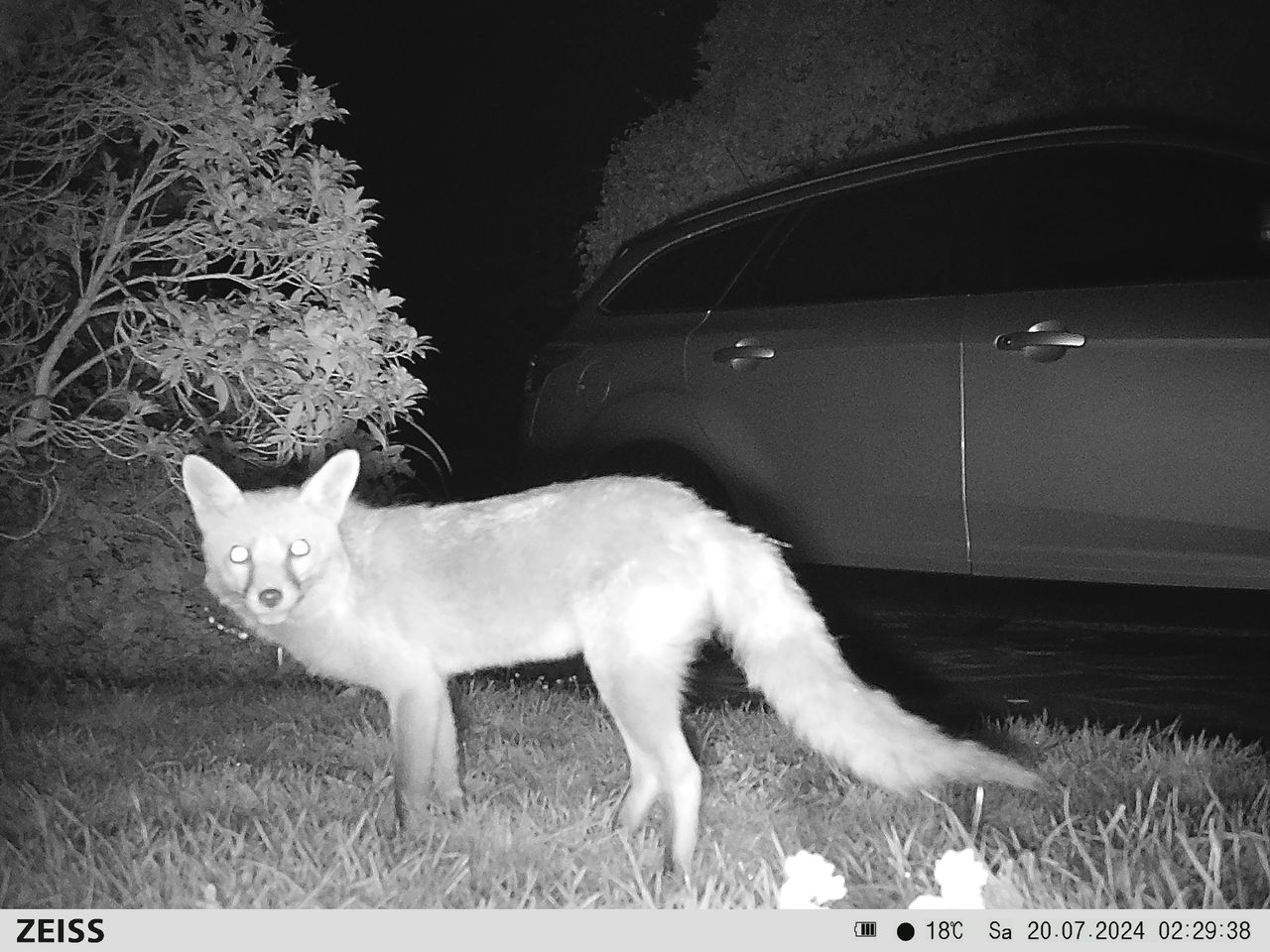 Sample image from the Zeiss Secacam 7 trail camera
