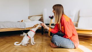 woman training small dog with treats indoors