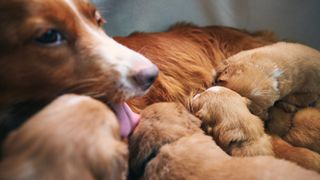 Female dog nursing her pups