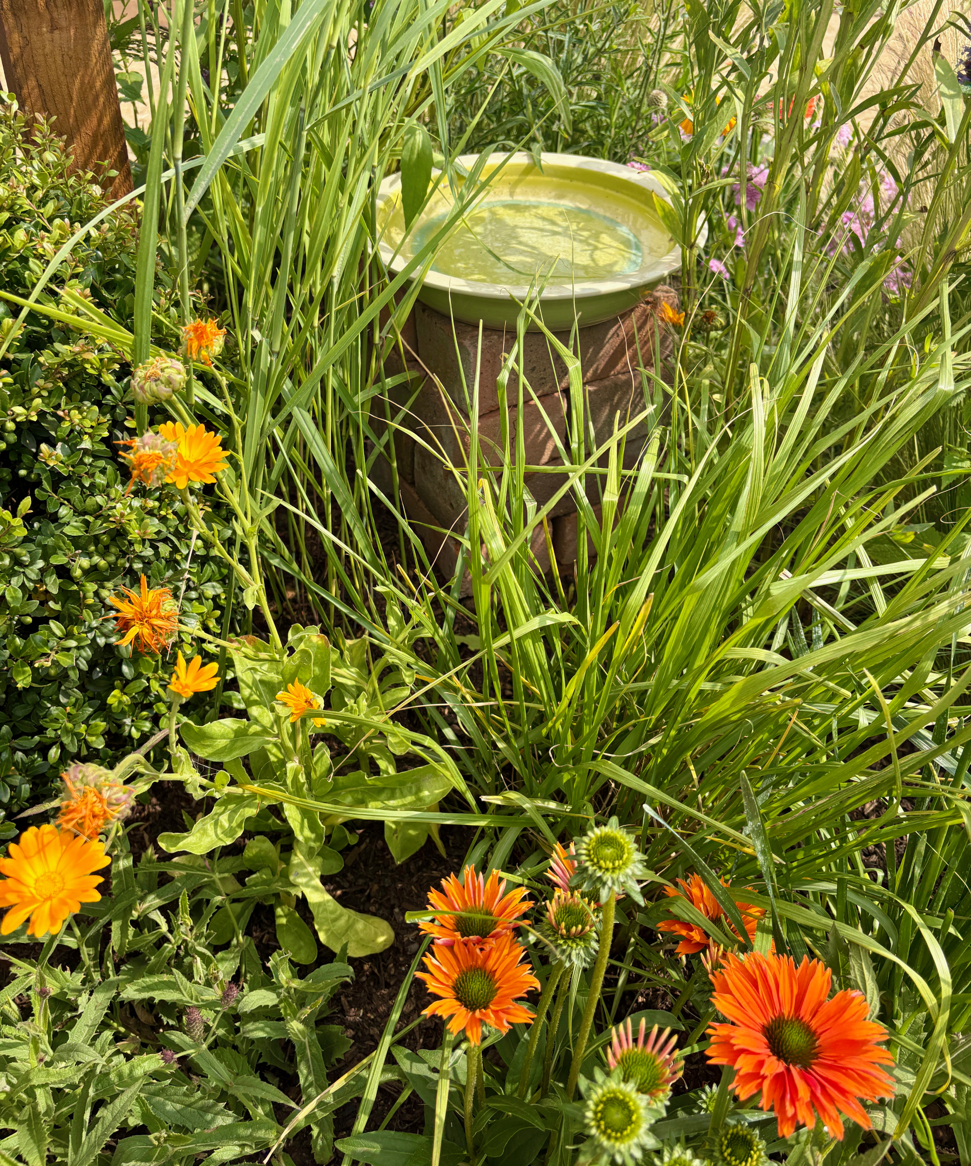 bird bath in a border