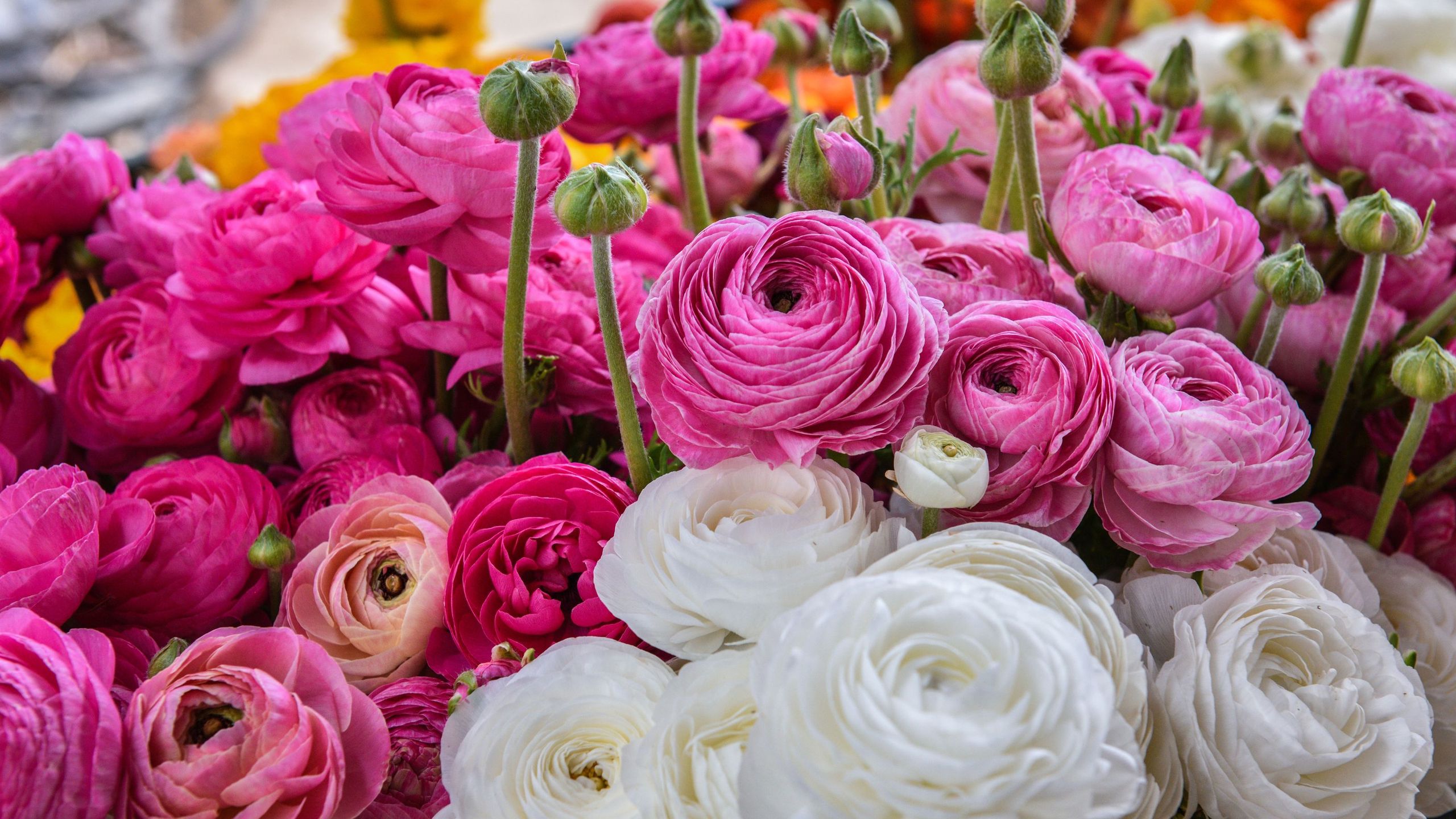 Ramo Ranunculus The best time to plant ranunculus according to experts | Ideal Home