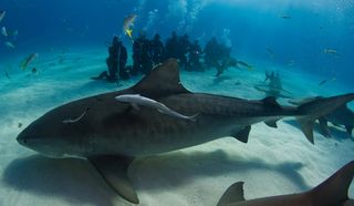 A massive female tiger shark, about 14-feet long, glides past a group of divers.