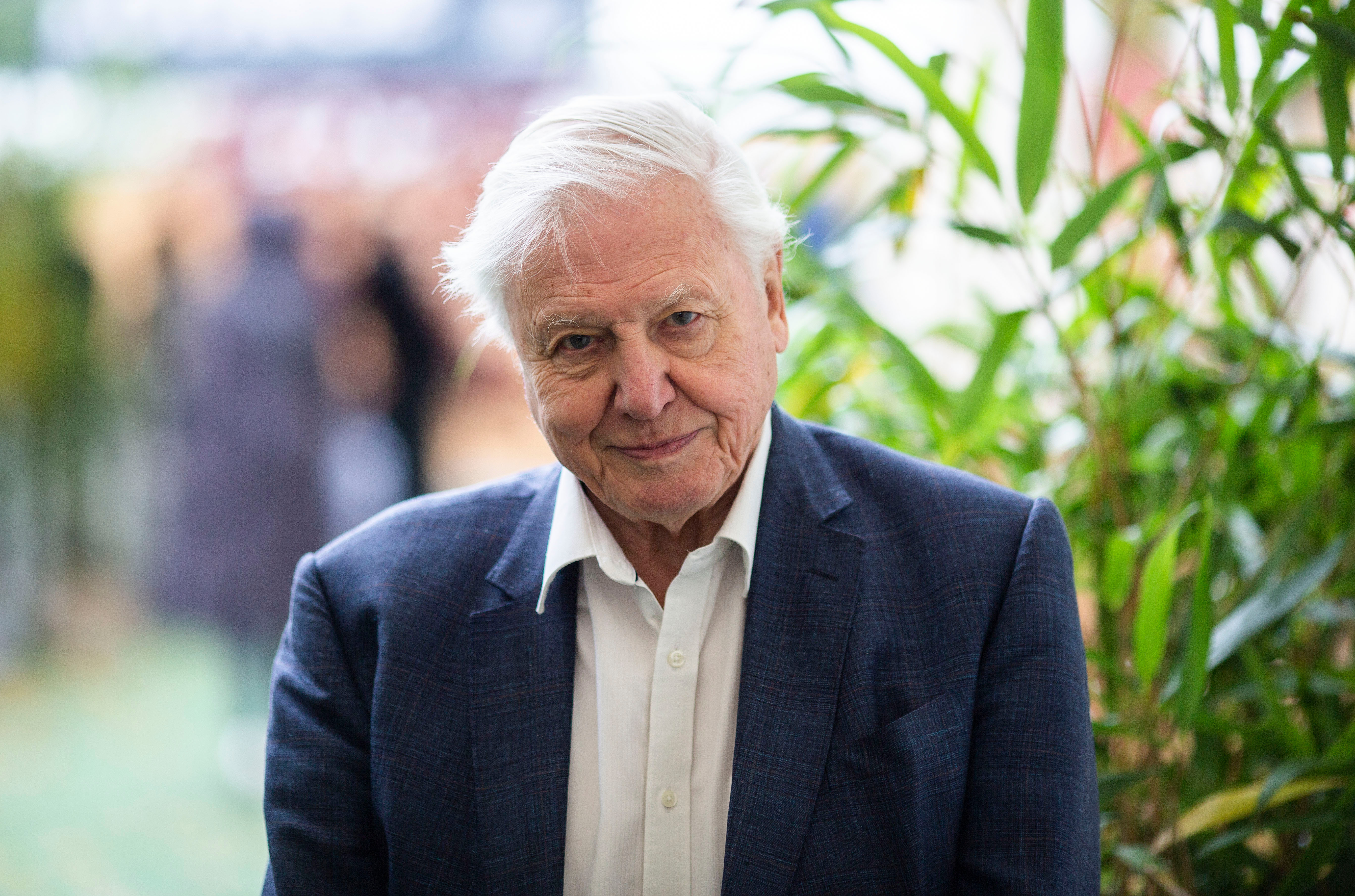 david attenborough