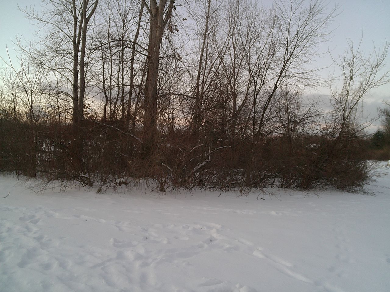 A sample image from the Camp Snap camera