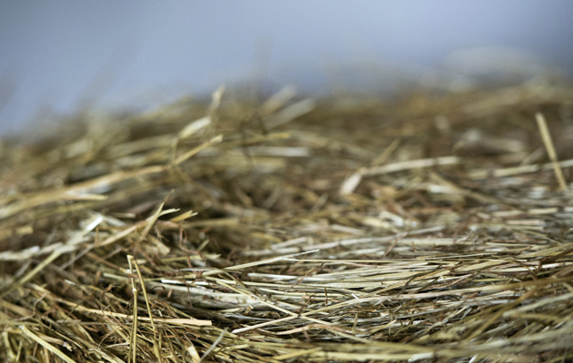 haylage.jpg