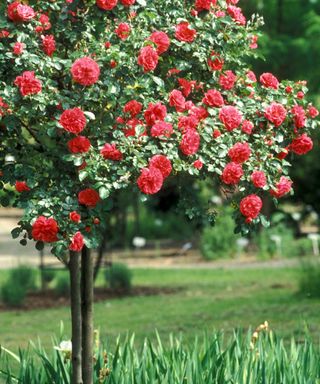 red standard tree rose
