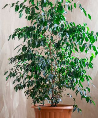 potted indoor weeping fig