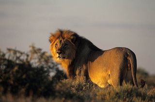 A lion in Etoscha National Park, Namibia