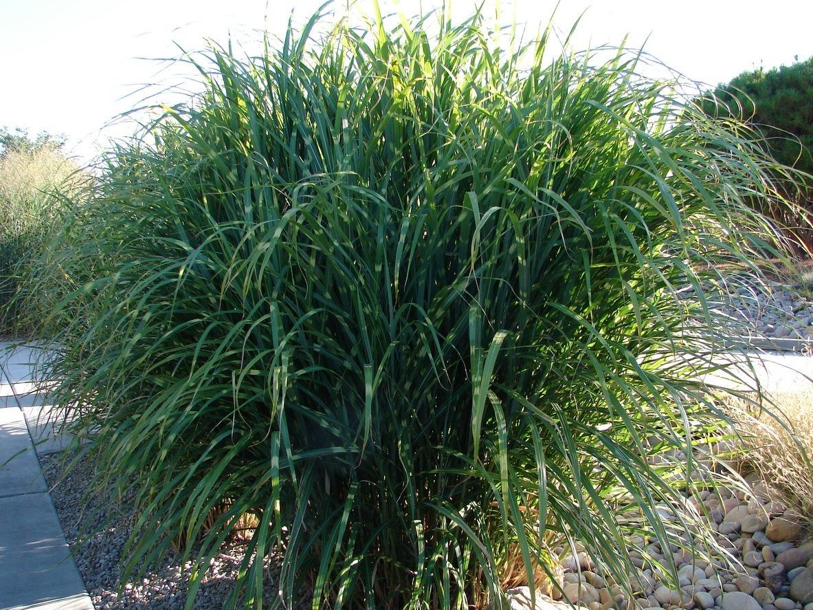 A Bunch Of Native Grass