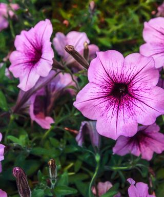 purple petunias in bloom