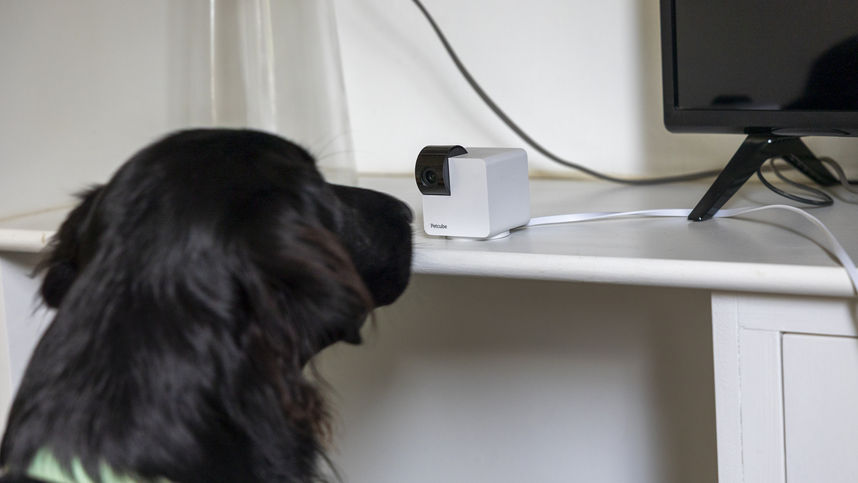 The Petcube Cam 360 in a white living room
