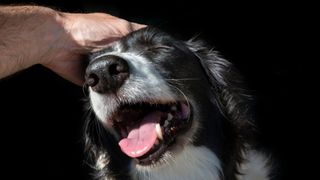 Easy ways to teach your dog new tricks — dog with tongue out