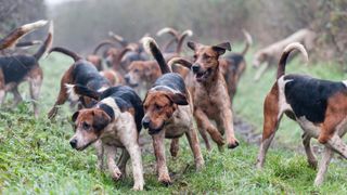 Pack of English foxhounds