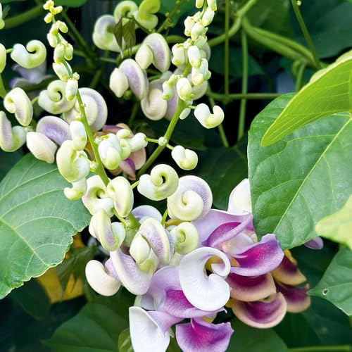 20+ Corkscrew Vine Flower Seeds for Planting Outdoors Garden-Perennial Snail Vine Plant Fragrant Non-Gmo Heirloom
