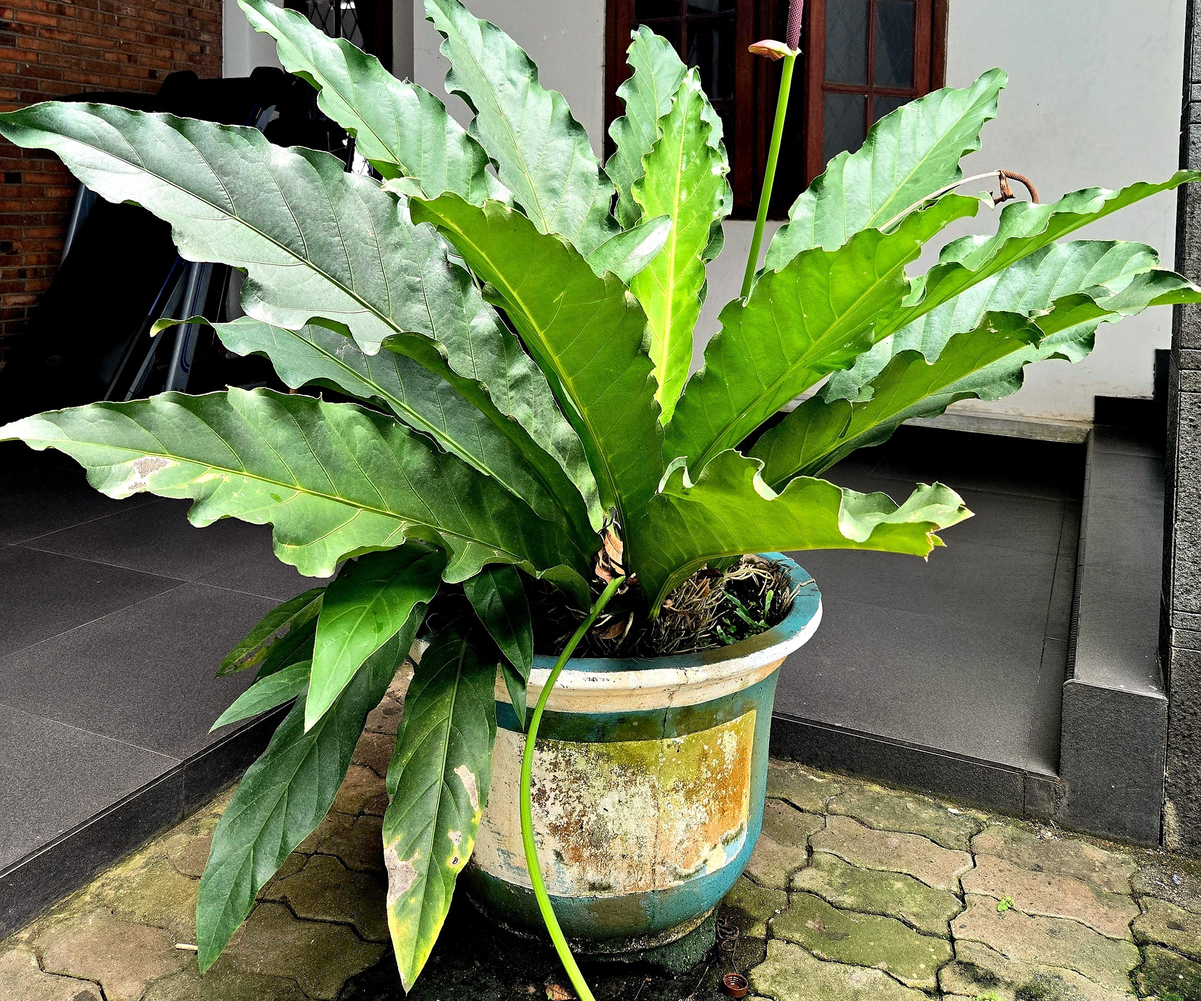 bird's nest fern in large container on patio