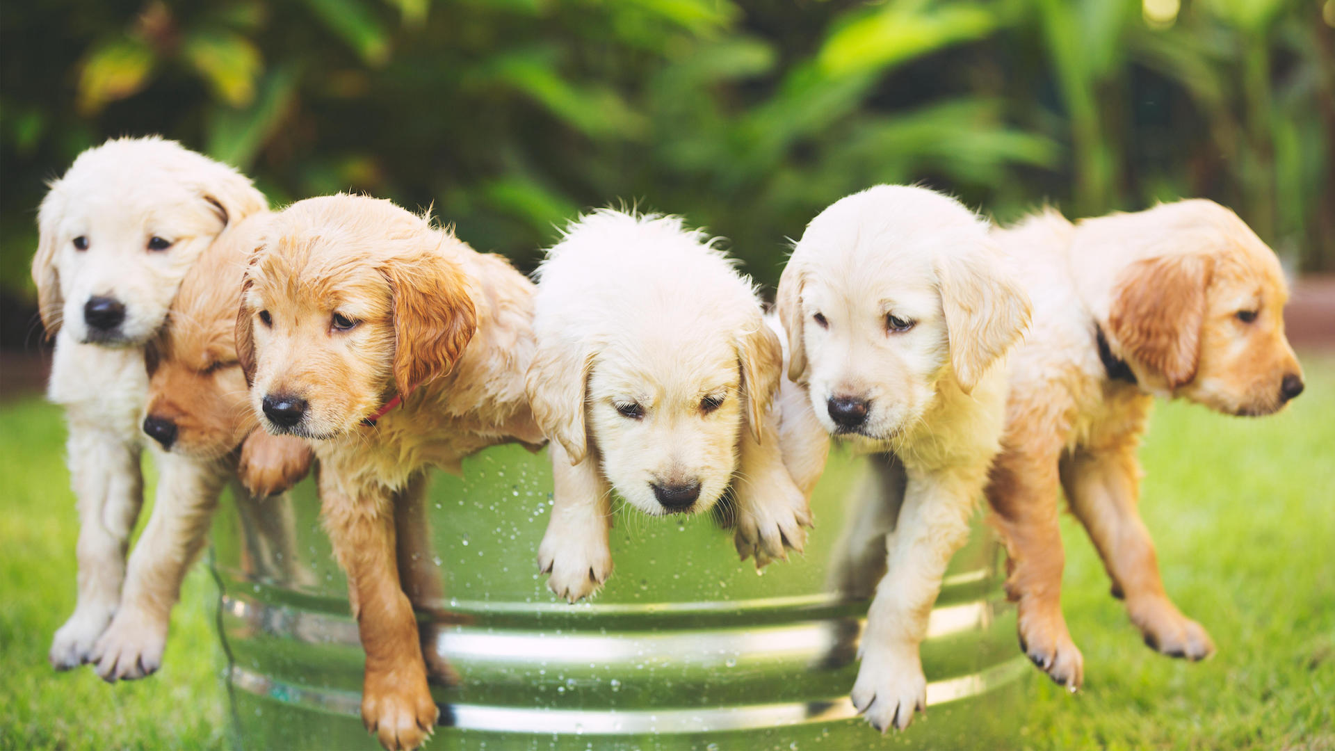 6 cute golden retriever puppies