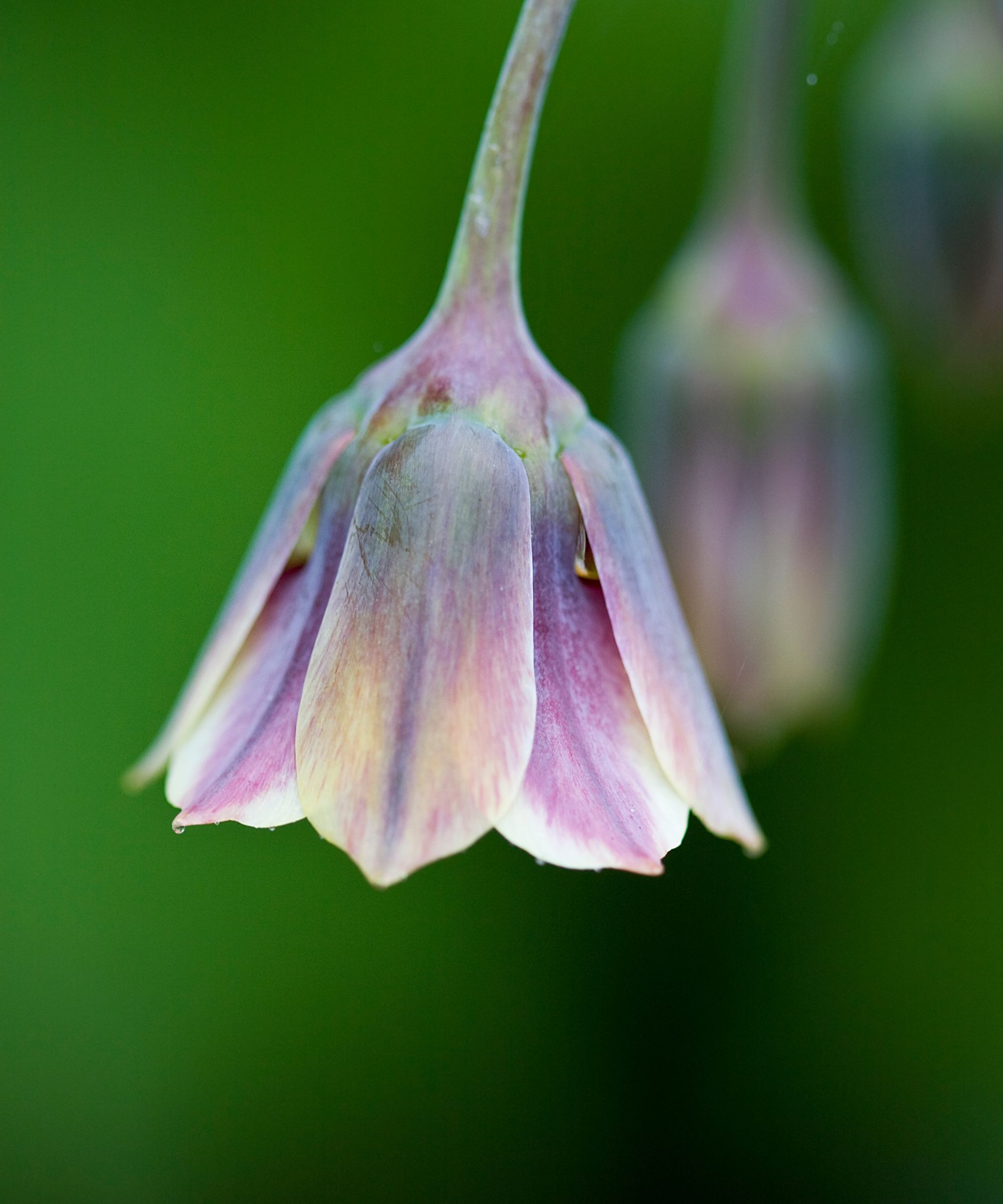 Allium