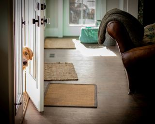 a dog sneaking out of a home's door