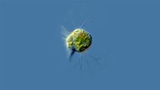 Halteria is a single-celled organism covered in cilia, or tiny hairs that help it move through the water.