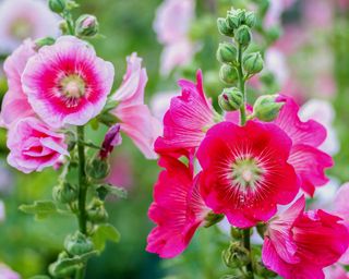 Pink hollyhocks growing in garden