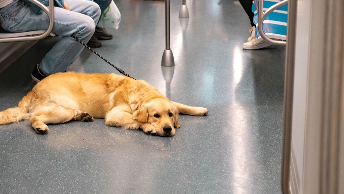 Do laying on the floor in a subway carriage