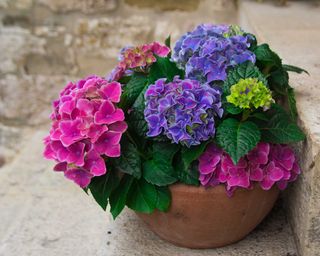 hydrangea in pot