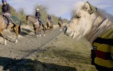 Teddy the Shetland champion trainer