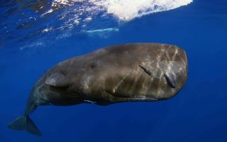 Though this animal doesn't look like a tot, indeed the behemoth is just a babe, a juvenile sperm whale (<em>Physeter macrocephalus</em>). The photo, taken in Dominica by Douglas Kahle of Florida took home first place in the animal portrait category.