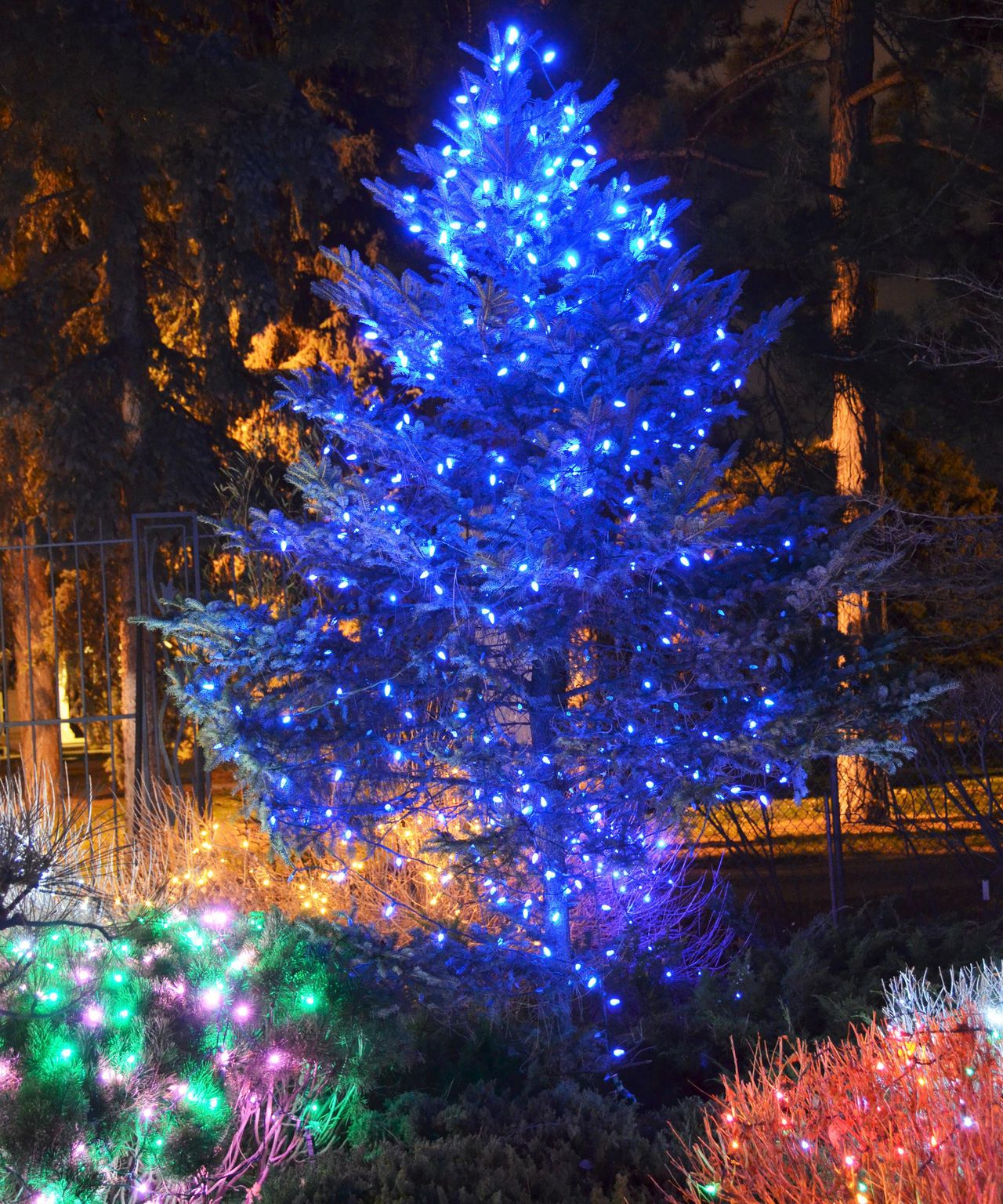 10 ways to decorate outdoor trees for Christmas with lights Real Homes