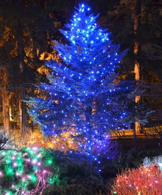 Outdoor blue Christmas lights on a Christmas tree