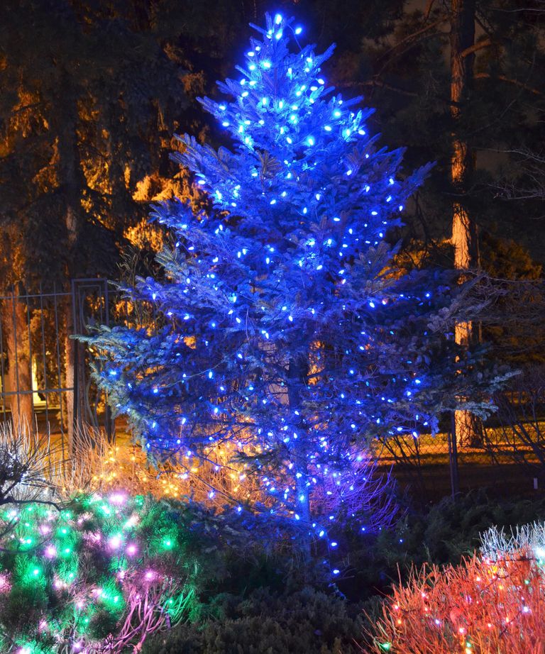 10 ways to decorate outdoor trees for Christmas with lights | Real Homes