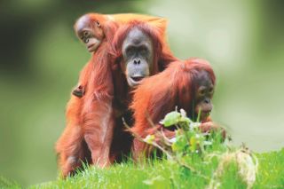 orangutan, borneo