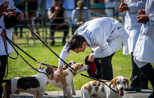 Danny Allen congratulates Palmer Marlborough Winston following success in the unentered doghound class in the beagles ring (credit www.sarahfarnsworth.co.uk)