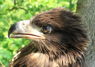 An eight-week-old bald eagle. Aerial spotting gives experienced raptor scientists enough of a look at size, plumage and beak to accurately determine the age of a chick.