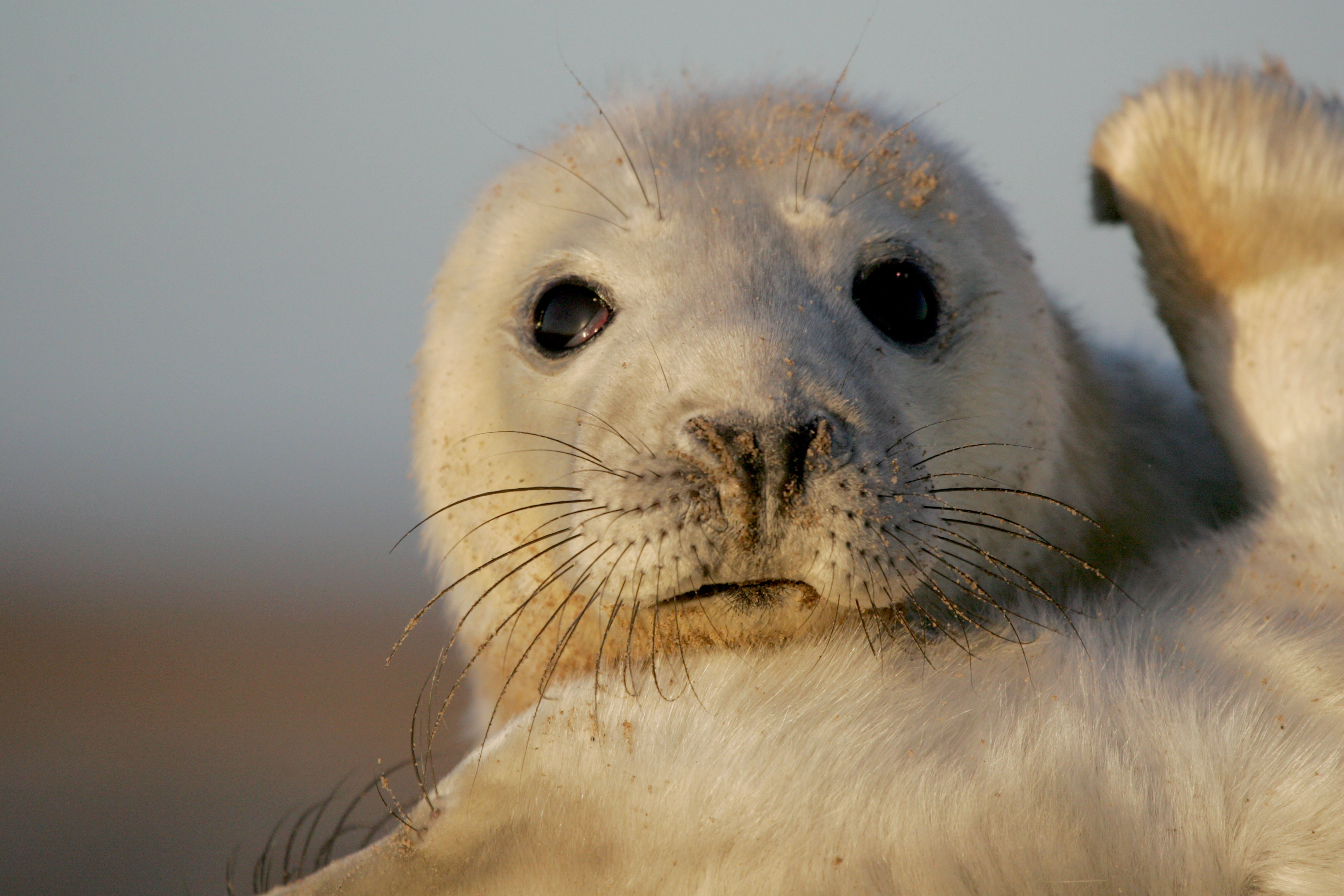 North Atlantic Grey Seal Pup (Halichoerus Grypus)